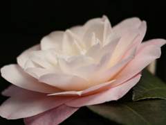 엘레노어 루시 알텐플로라/XX/베르시타스