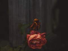 [BL/해리포터] 고해