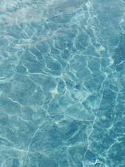 우리 집 치즈 고양이