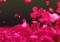 [ 휴버트 큐피드 랙터 / XY / 아우툽니스 ]