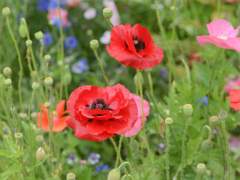 어째서 우리들은,