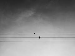 맞은편까지 도달한, 등대의 불빛이었다