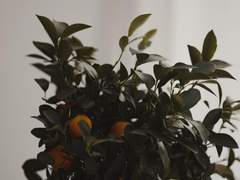 아흐로카, 카베로아 그리고 디트샤