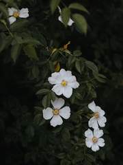 포스베니아(미정)