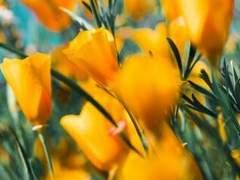 이시스 셰인 니세포르 / XX / 카니쿨라티보