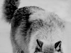 그 동물원의 늑대들은