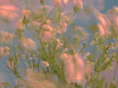 나는 봄이고 그대는 꽃이야