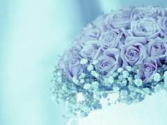 [ 푸른 장미와 안개꽃 ]