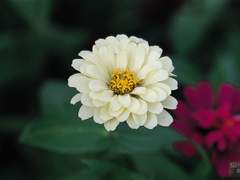 백일몽白日夢: 꿈이라 말하지 않았다