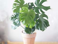 (켄히나) 저는 오늘 죽으려합니다. 07