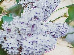 회색머리 사고치는 걔