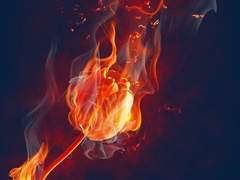 우바스테 카멜리아 XY 세비스