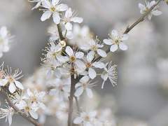 Ratatoskr, ratatoskr.