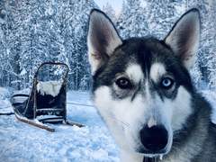 북극여우 관찰일기 06