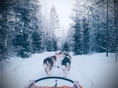 북극여우 관찰일기 06