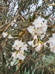 Not in the Right Mind