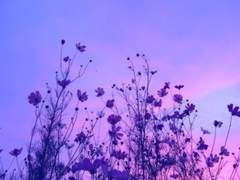 [옷토게] 이울다 4