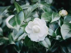 白花戀慕之情(백화연모지정)-1