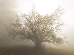 에이미 나디아 도로시!