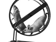 [파크벨] 변이체