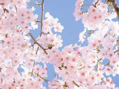 ♫ 幻想的な花見 ♫