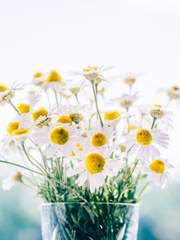 𝘗𝘳𝘰𝘧𝘪𝘭𝘦