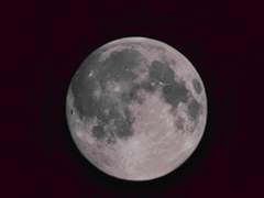 바이올렛.3_마트리카리아(캐모마일)