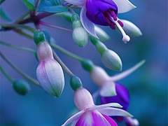 항상 당신을 향해 짓던 미소의 의미는-...