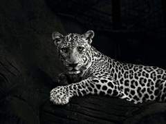 [부한] 豹國譚 : 再會 재회