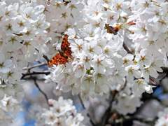 [의수해] 벚잎과 나비