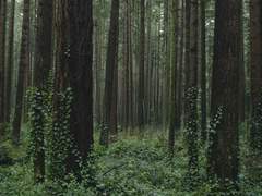 현성기영 설정풀이 1