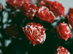 [현예] 이상한 나라의 예리스