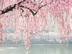 [야화첩 승호나겸] 결국은 이리 될 것을