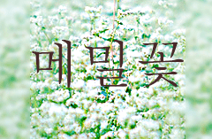 메밀꽃