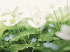 환생한 그녀의 정체는 초특급 저주입니다