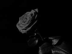 [NCT Dream] 그녀가 죽었다 完