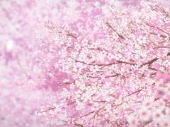 (규혁도윤) 오늘따라 유난히 벚꽃이 달콤해 보였다.