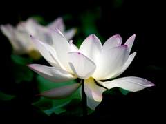 [희신강징] 애상(哀傷) -후일담-