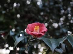 [장경고윤] 춘백 春白