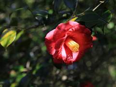 [최한케일] 동백꽃 필 무렵