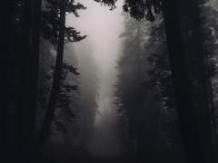 이즈 테쿰세 도로시,