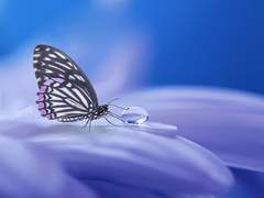 [Crossick] 소유욕