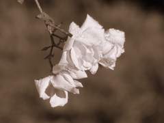 비가 무수히 오던 어느 날