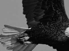 그 동물원의 독수리는