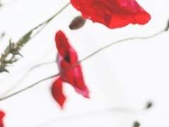 [ Themis Veronica 18 XX ]