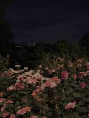 지옥에서 피어난 샤론의 꽃