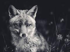 Where is the fox's happiness?