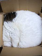 작가의 망상 히나른 글