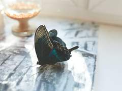 검은 날개를 가진 천사