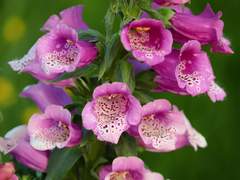 Chapter 12. Digitalis with blue passionflower 디기탈레스와 시계꽃_120화